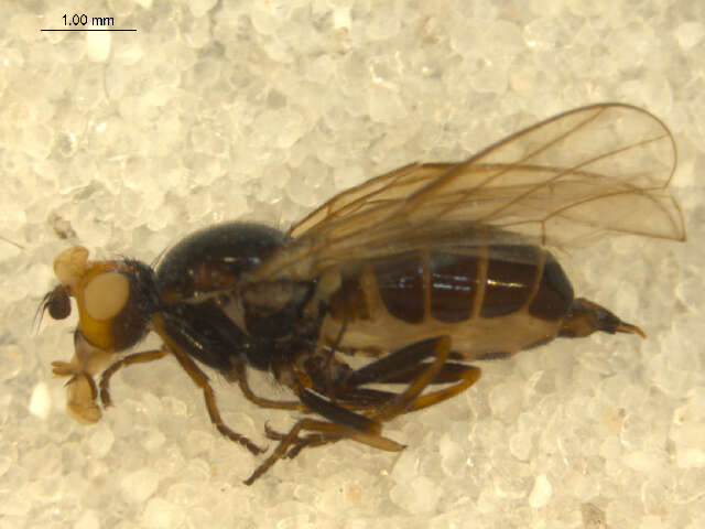 <i>Parapiophila fulviceps</i>的圖片