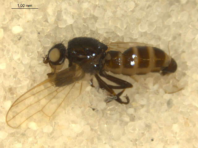 Image of <i>Arctopiophila arctica</i>