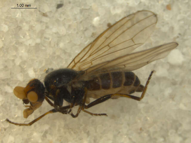 <i>Parapiophila fulviceps</i>的圖片