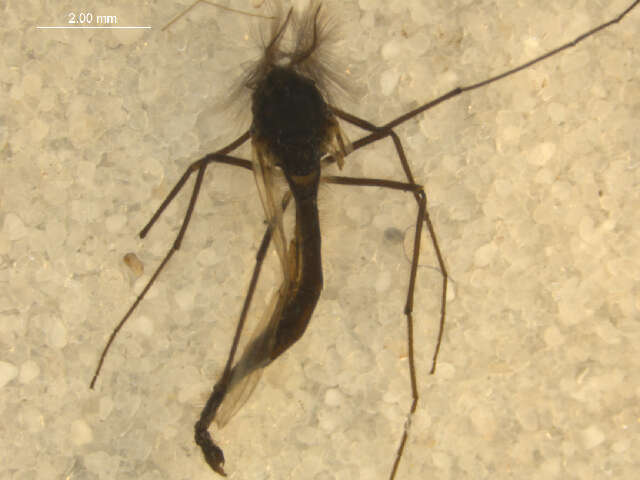 Image of Chironomus