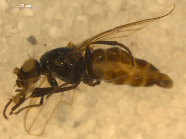 Image of <i>Arctopiophila arctica</i>