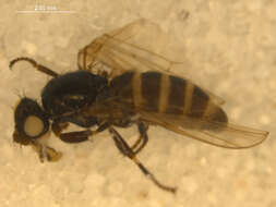 Image of <i>Arctopiophila arctica</i>