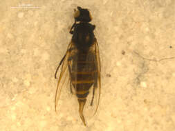 Image of <i>Arctopiophila arctica</i>