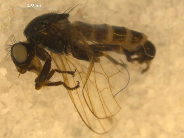 Image of <i>Arctopiophila arctica</i>