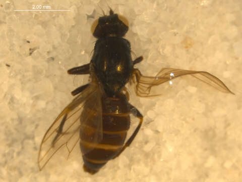 Image of <i>Arctopiophila arctica</i>