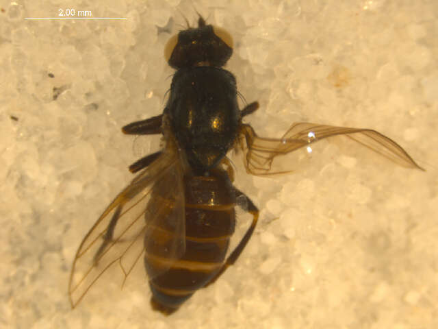 Image of <i>Arctopiophila arctica</i>