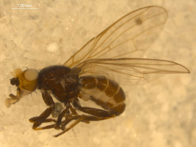 Image of <i>Parapiophila fulviceps</i>