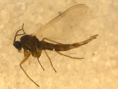 Image of Lycoriella flavipeda Mohrig & Krivosheina 1987