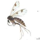 Image of Mycetophila vittipes Zetterstedt 1852