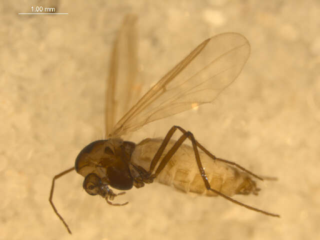 <i>Paraphaenocladius brevinervis</i> resmi