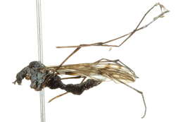 Image of Dactylolabis (Dactylolabis) rhicnoptiloides (Alexander 1919)