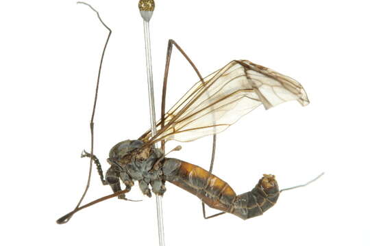 Tipula (Vestiplex) arctica Curtis 1835的圖片