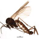 Image of Sciophila exserta Zaitzev 1982