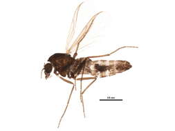 Plancia ëd Limnophyes asquamatus Saether 1975