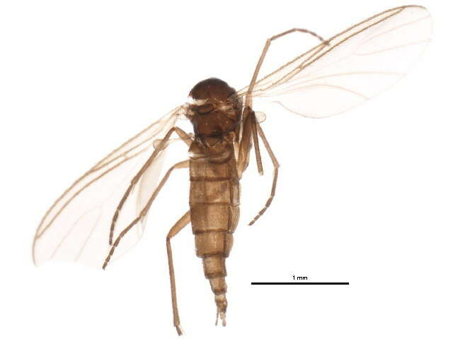 Image of Dichopygina aculeata Vilkamaa, Hippa & Komarova 2004