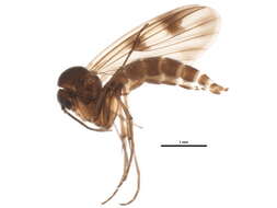 Image of Mycetophila vittipes Zetterstedt 1852