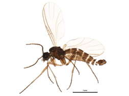 Image of Dichopygina aculeata Vilkamaa, Hippa & Komarova 2004