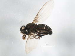 <i>Norrbomia fumipennis</i> resmi