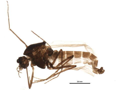 Plancia ëd Limnophyes vrangelensis Makarchenko & Makarchenko 2001