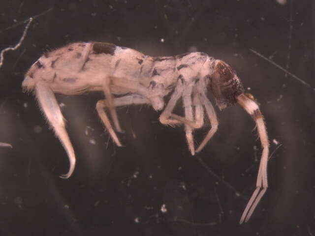 Image of hairy-back girdled springtail