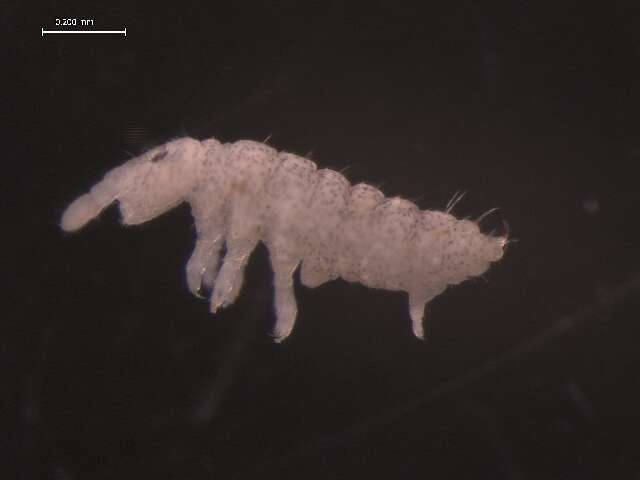 Image of Ceratophysella cavicola (Börner 1901)