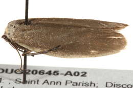 Image of Urodoidea