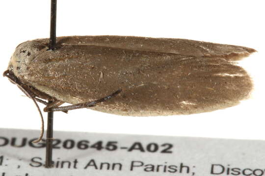 Image of Urodoidea