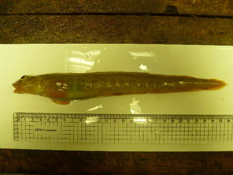 Image of Andriashev’s eelpout