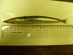 Image of Pacific sand lance