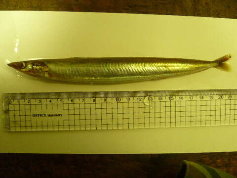 Image of Pacific sand lance