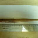 Image of Eel-blenny