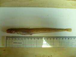 Image of Eel-blenny