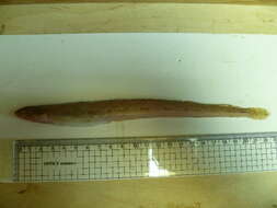 Image of Eel-blenny