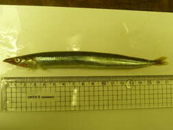 Image of Pacific sand lance