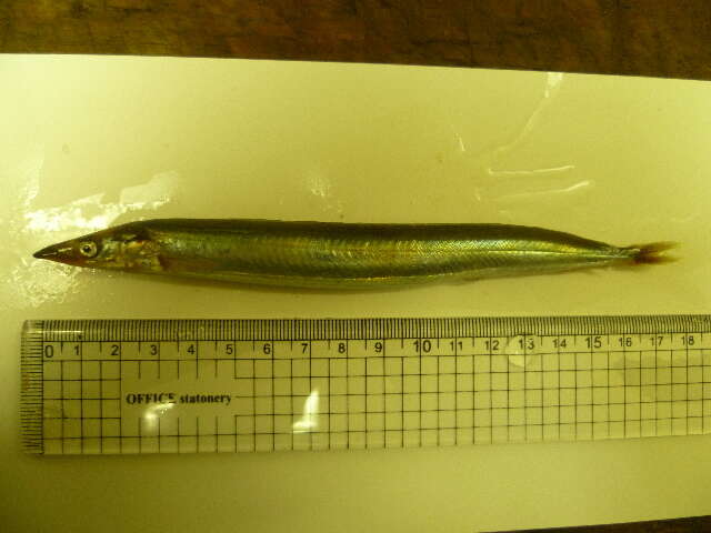 Image of Pacific sand lance