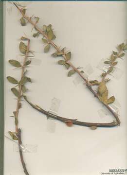 Image of Barberry