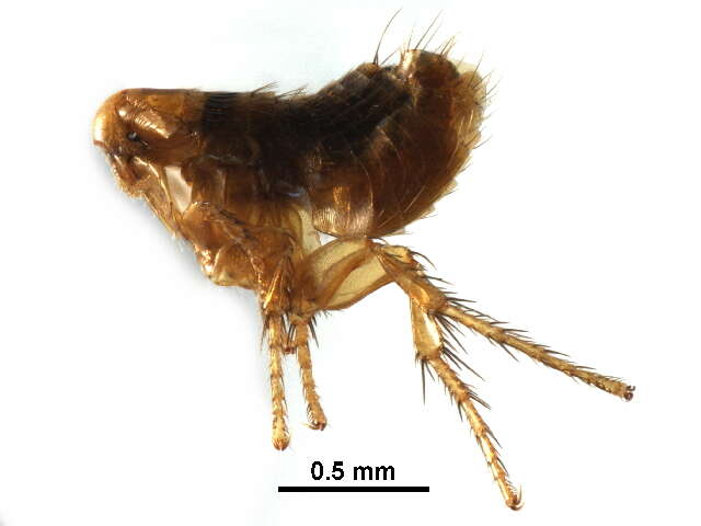 Image of fleas