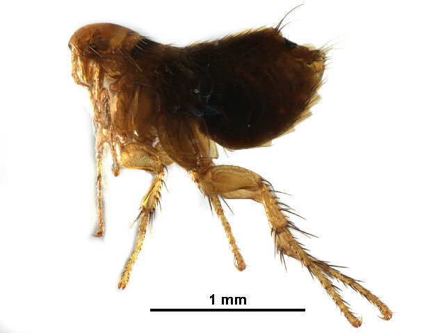 Image of fleas