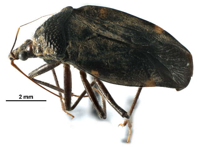 Image of Velocipedidae