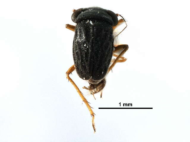 Image of Dipsocoromorpha