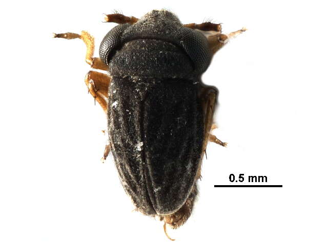Image of Dipsocoromorpha
