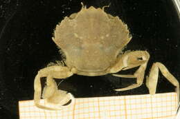 Image of Liocarcinus Stimpson 1871