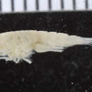 Image of Nebaliidae Samouelle 1819