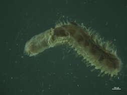 Image of Lepidastheniinae