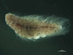 Image of fire worms
