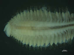 Image of Acoetidae