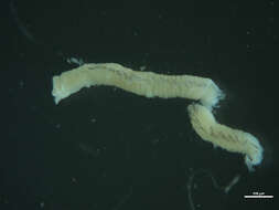 Image of Polychaeta