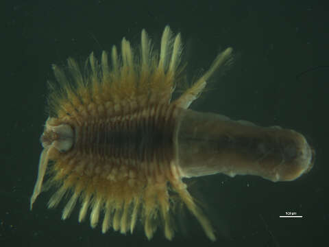 Image of Polynoinae