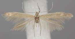 Coleophora alticolella Zeller 1849的圖片