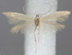 Image of Coleophora taeniipennella Herrich-Schäffer 1855